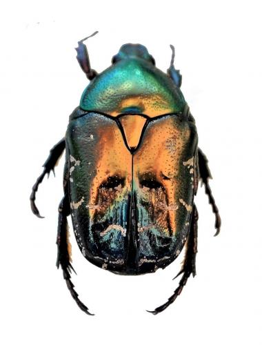Réf. 213 386 : Potosia cuprea